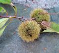 castanea dentata